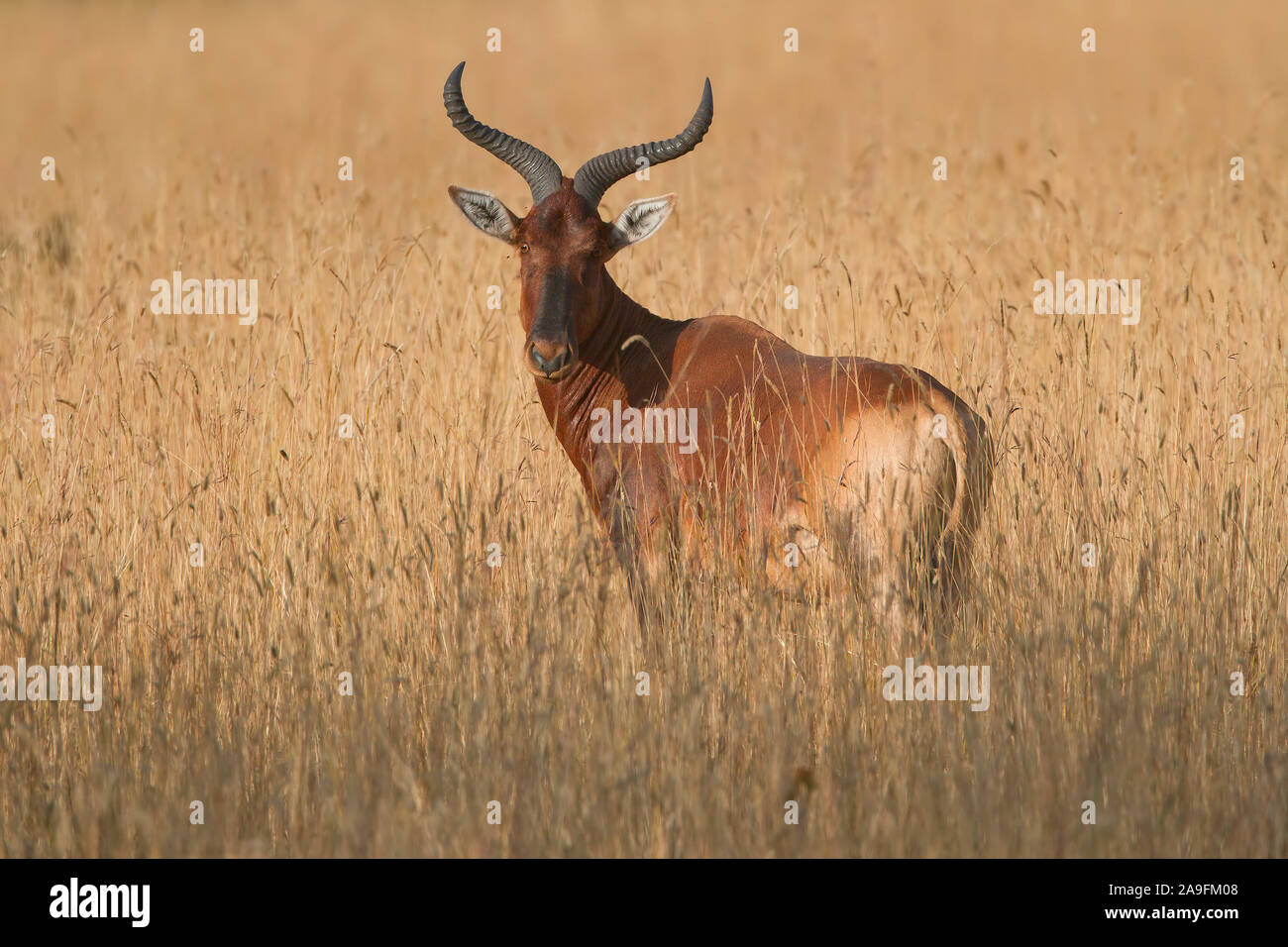 Swayne's Hartebeest Foto Stock