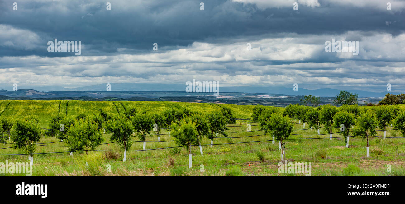 Le piantagioni di mandorle in Spagna in primavera Foto Stock