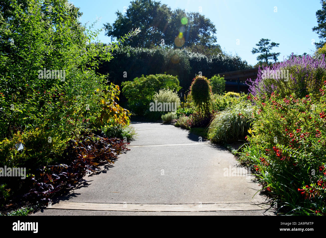 Tyler Rose Garden di Tyler, Texas. Foto Stock