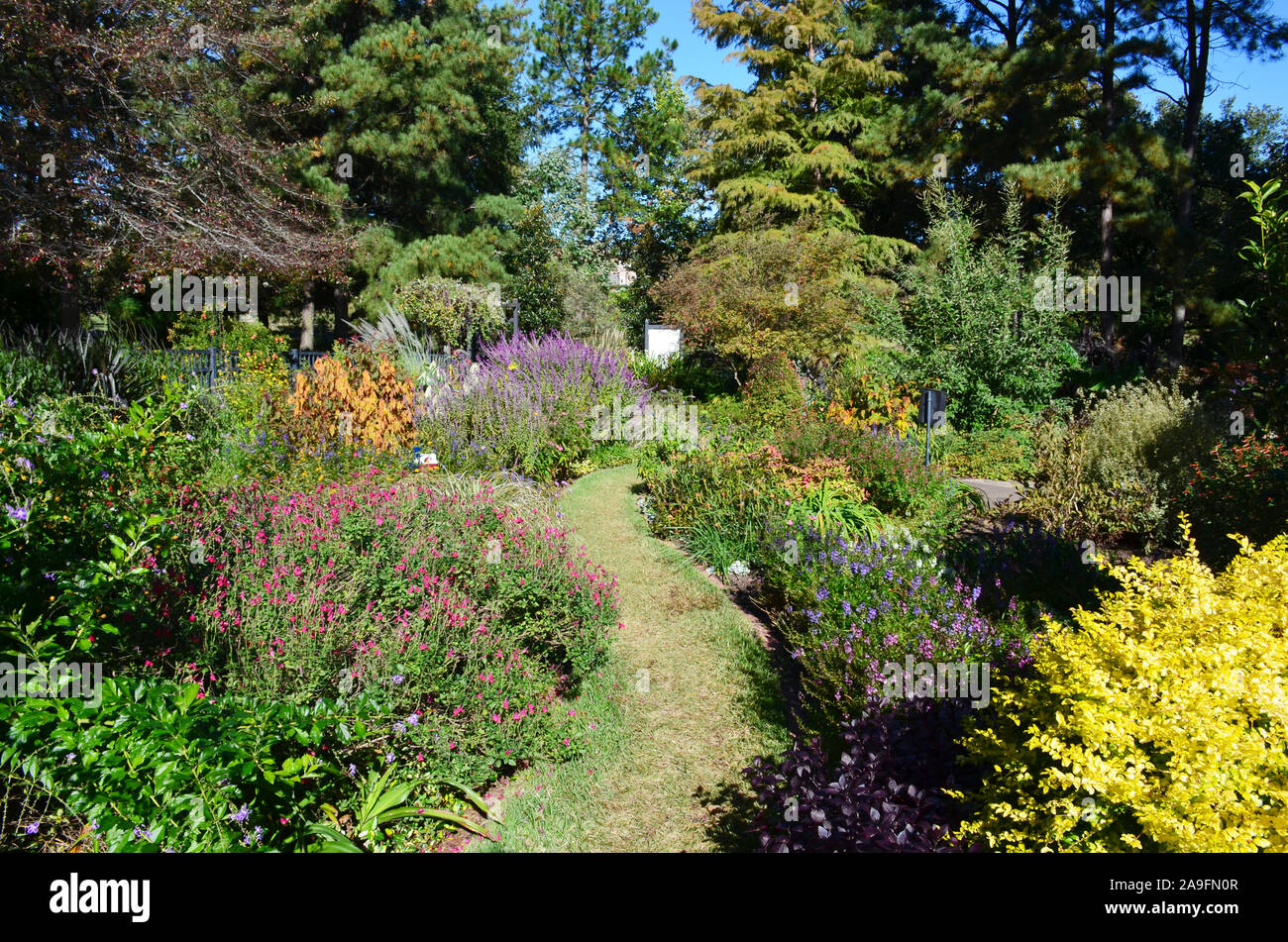 Tyler Rose Garden di Tyler, Texas. Foto Stock