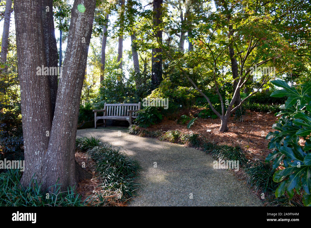 Tyler Rose Garden di Tyler, Texas. Foto Stock