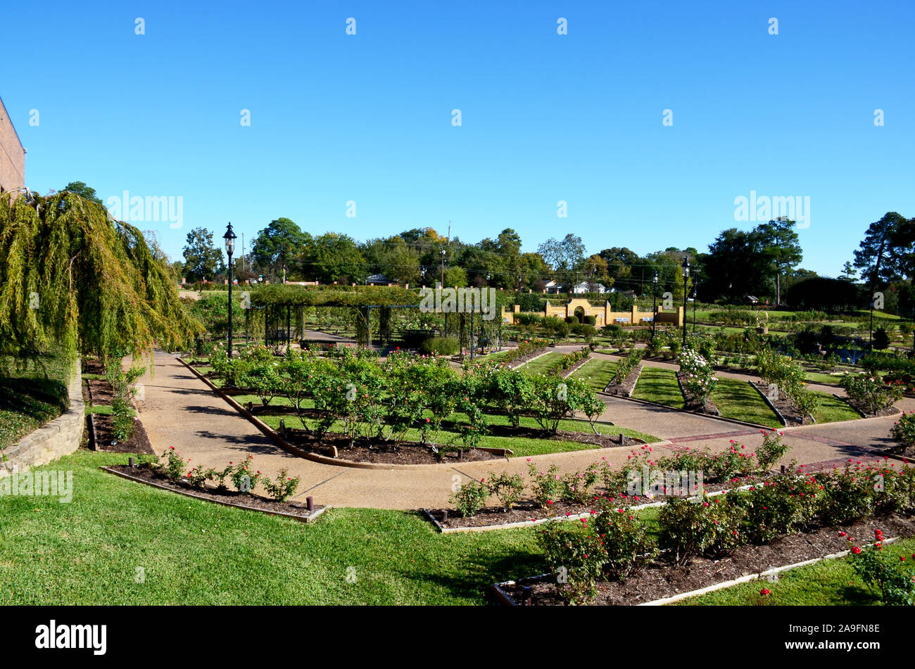 Tyler Rose Garden di Tyler, Texas. Foto Stock