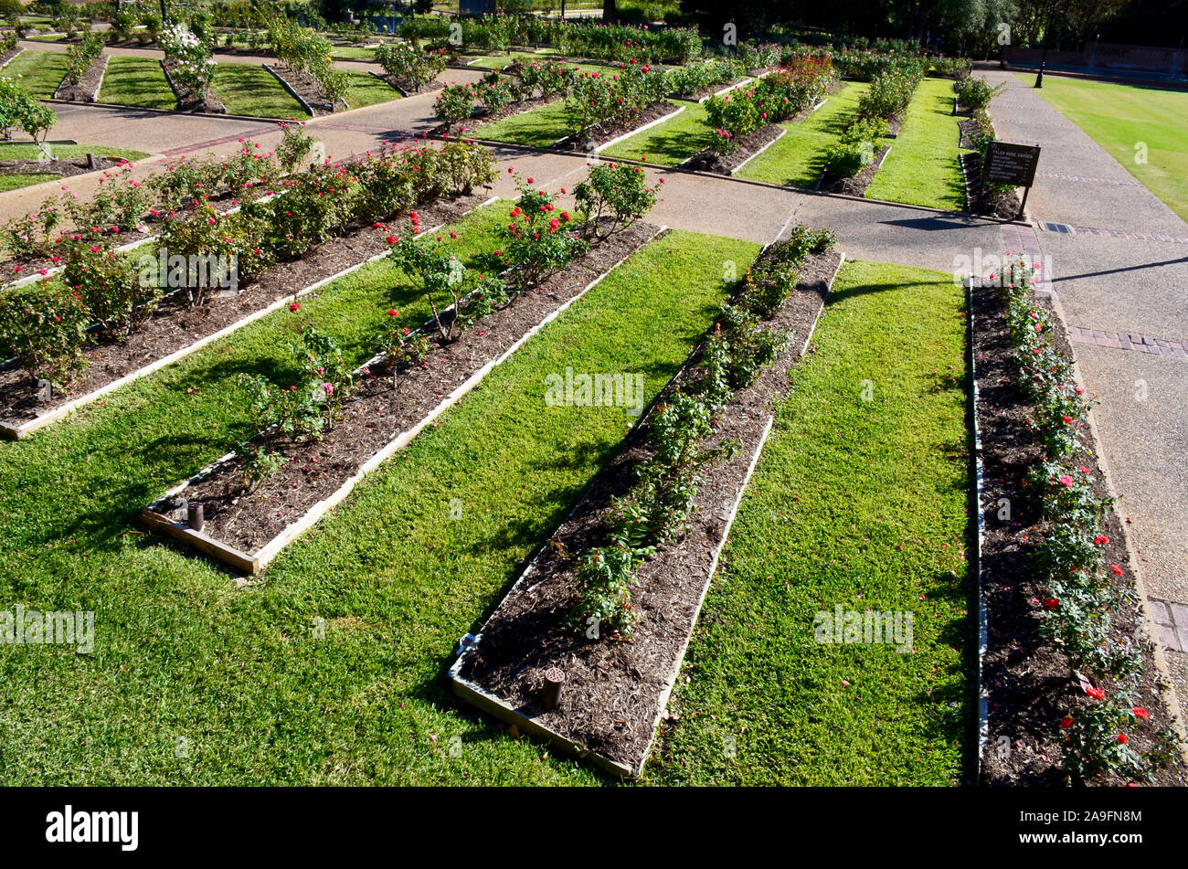 Tyler Rose Garden di Tyler, Texas. Foto Stock