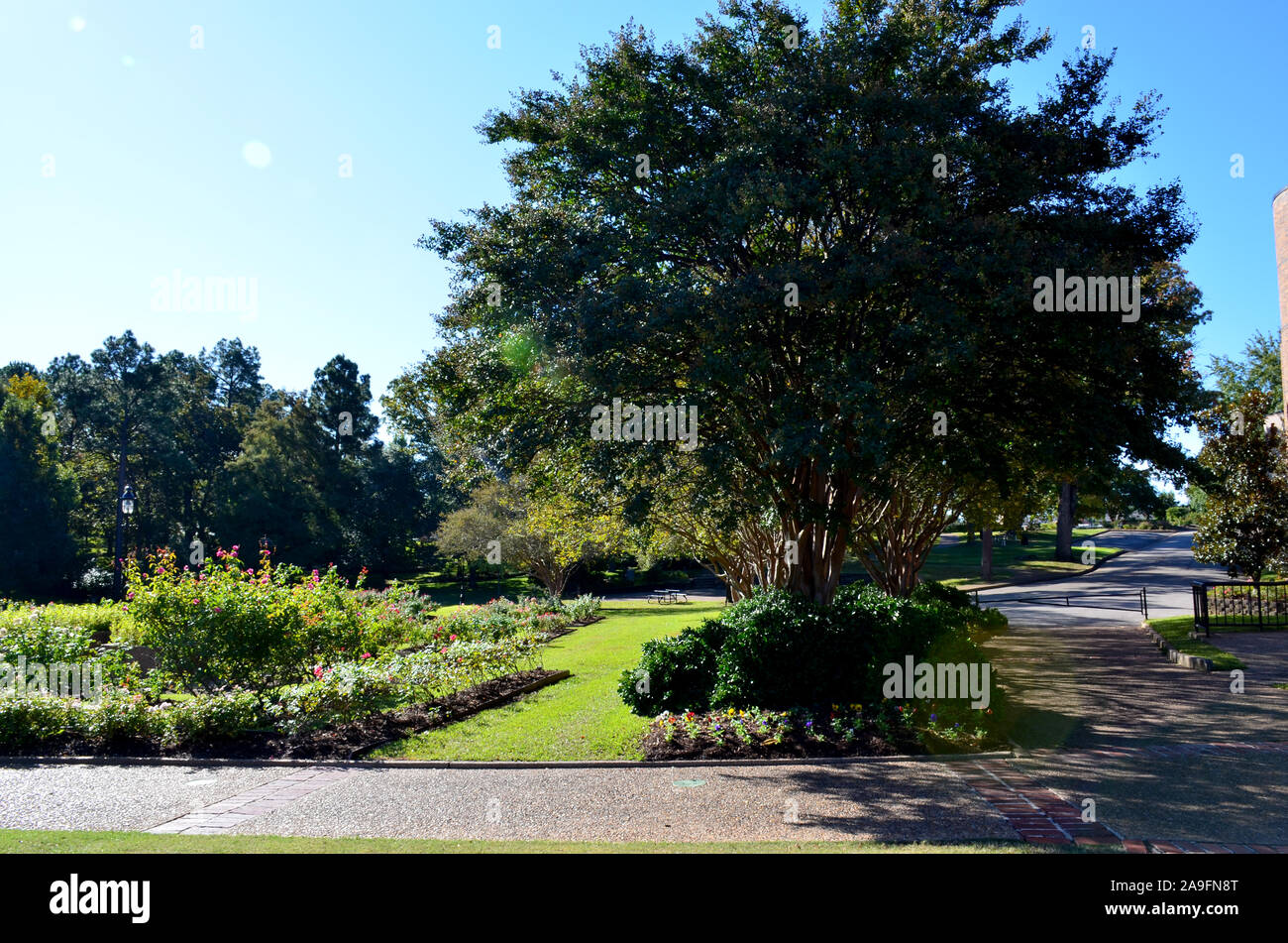 Tyler Rose Garden di Tyler, Texas. Foto Stock