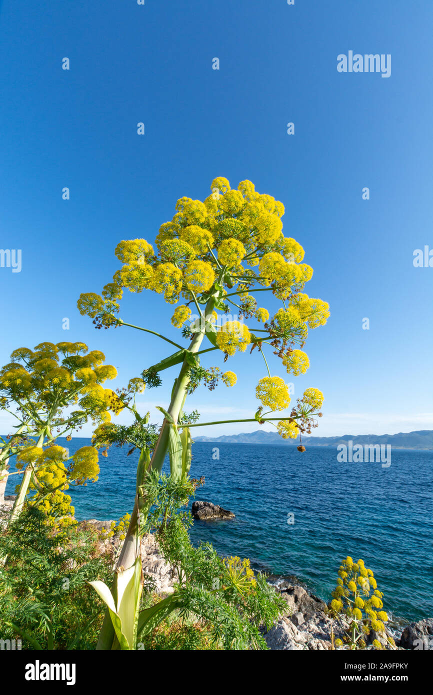 La ferula communis o finocchio gigante di piante in fiore con grande Ombrello giallo fiori vicino Monamvasia, Grecia Foto Stock