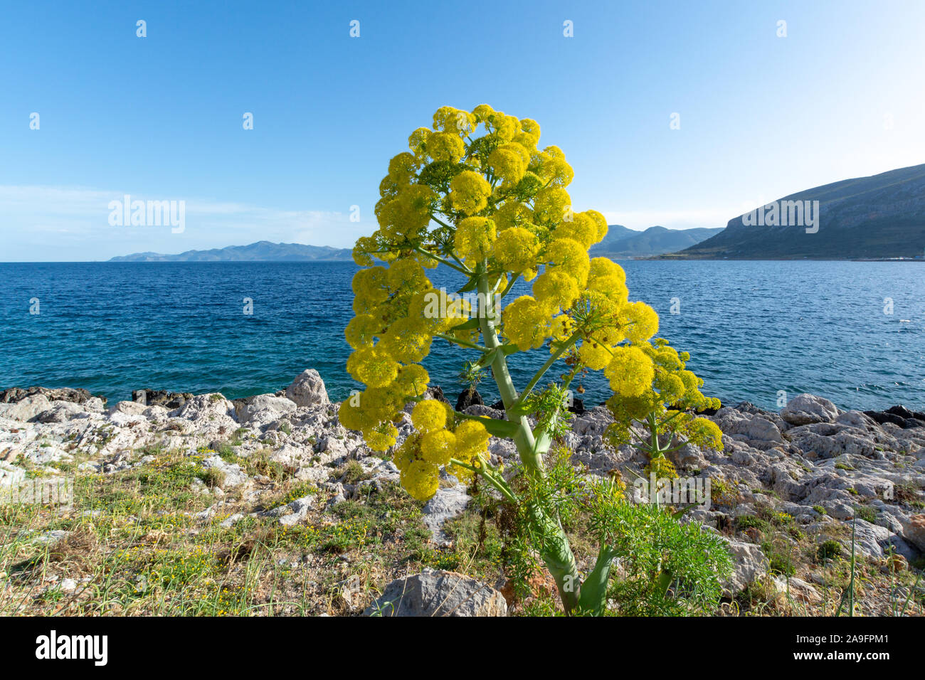 La ferula communis o finocchio gigante di piante in fiore con grande Ombrello giallo fiori vicino Monamvasia, Grecia Foto Stock