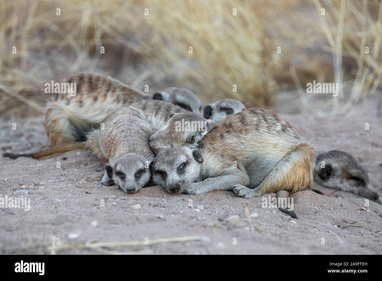 Meerkats (Suricata suricatta) dormire, Kgalagadi Parco transfrontaliero, Northern Cape, Sud Africa Foto Stock
