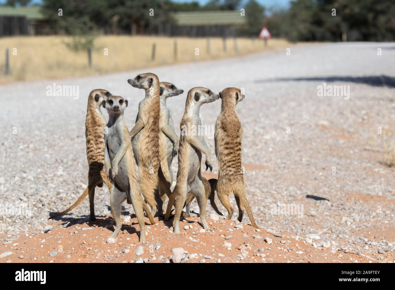 Meerkat (Suricata suricatta) sul campeggio, Kgalagadi Parco transfrontaliero, Northern Cape, Sud Africa Foto Stock