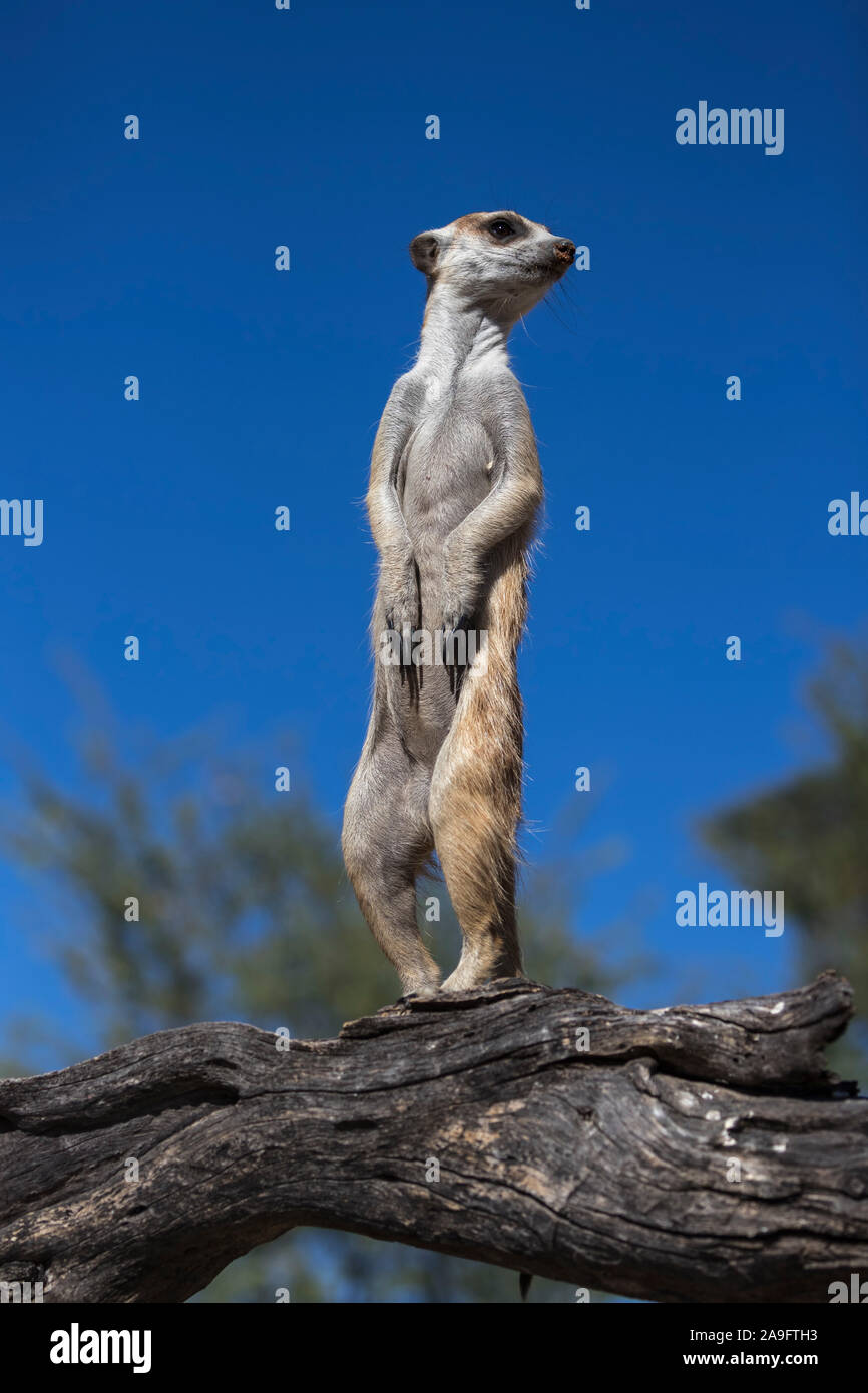 Meerkat (Suricata suricatta) sentry, Kgalagadi Parco transfrontaliero, Northern Cape, Sud Africa Foto Stock