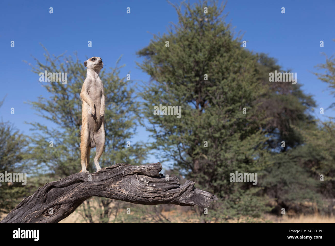 Meerkat (Suricata suricatta) sentry, Kgalagadi Parco transfrontaliero, Northern Cape, Sud Africa Foto Stock