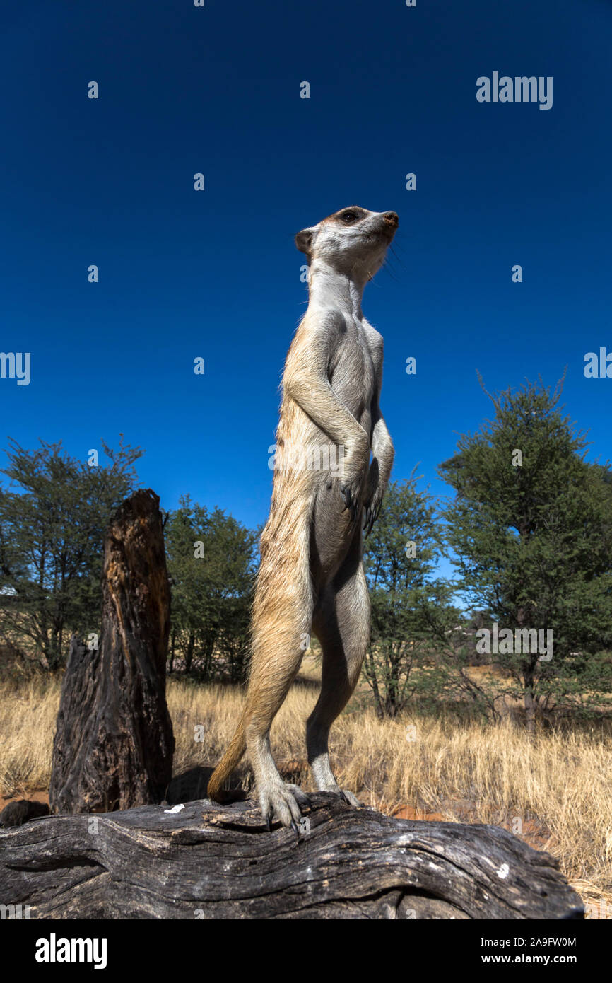 Meerkat (Suricata suricatta) sentry, Kgalagadi Parco transfrontaliero, Northern Cape, Sud Africa Foto Stock