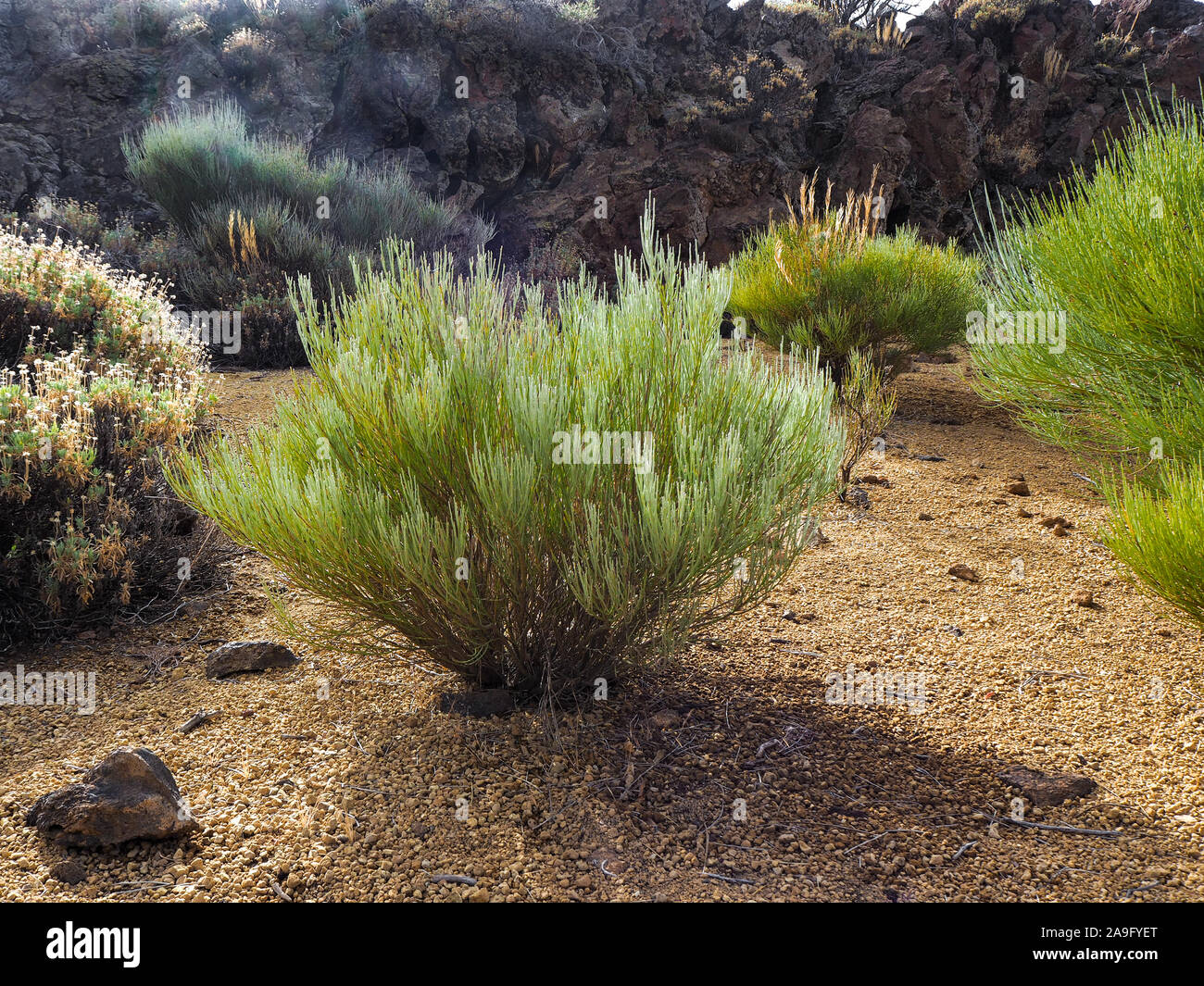 Vegetazione del Parco Nazionale del Teide Tenerife nelle Isole Canarie, Spagna Foto Stock