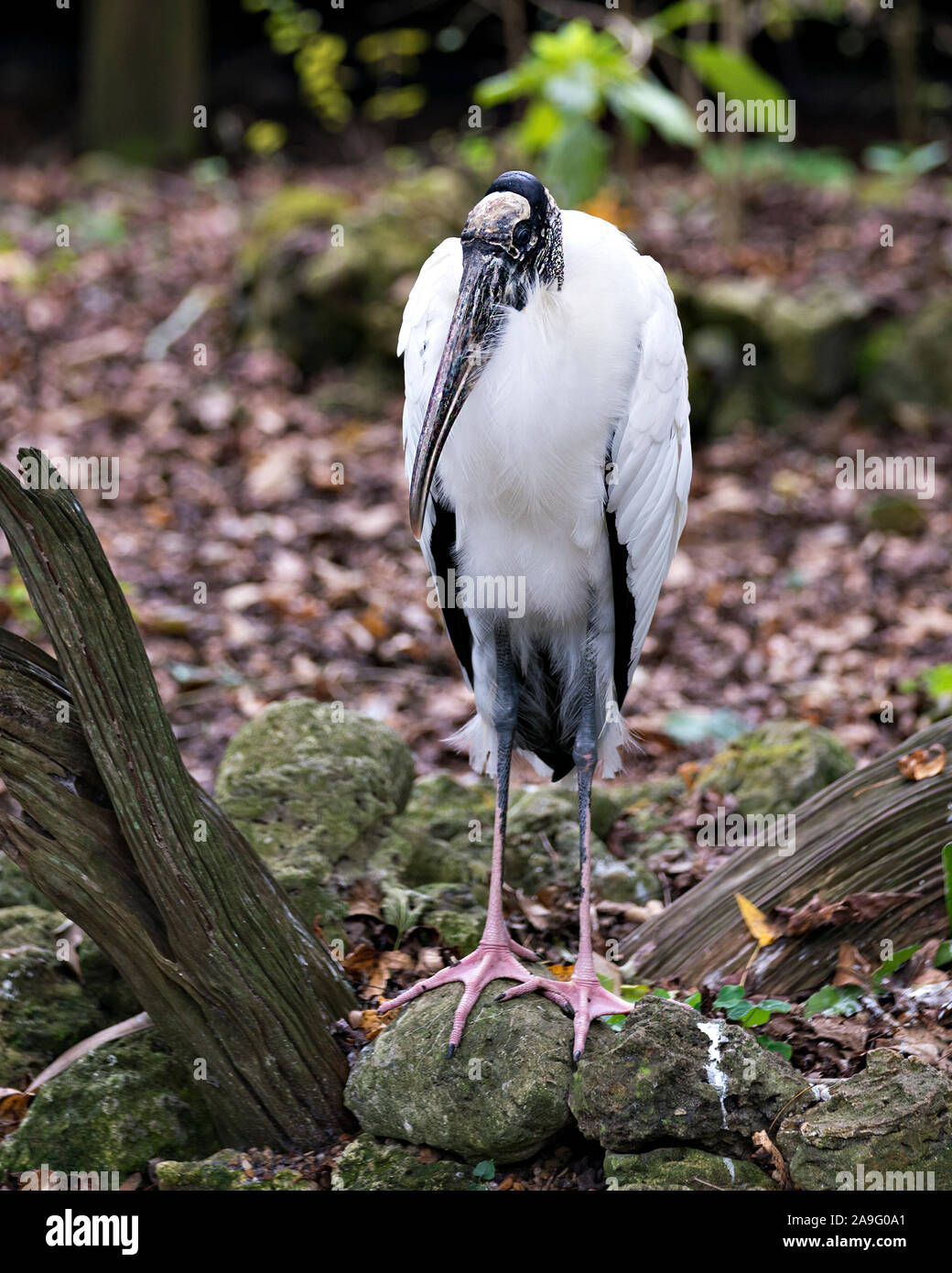 Cicogna in legno bird in piedi sulle rocce di esporre il suo corpo, testa, occhio, becco lungo collo, gambe, bianco e nero del piumaggio nel suo ambiente e dintorni. Foto Stock