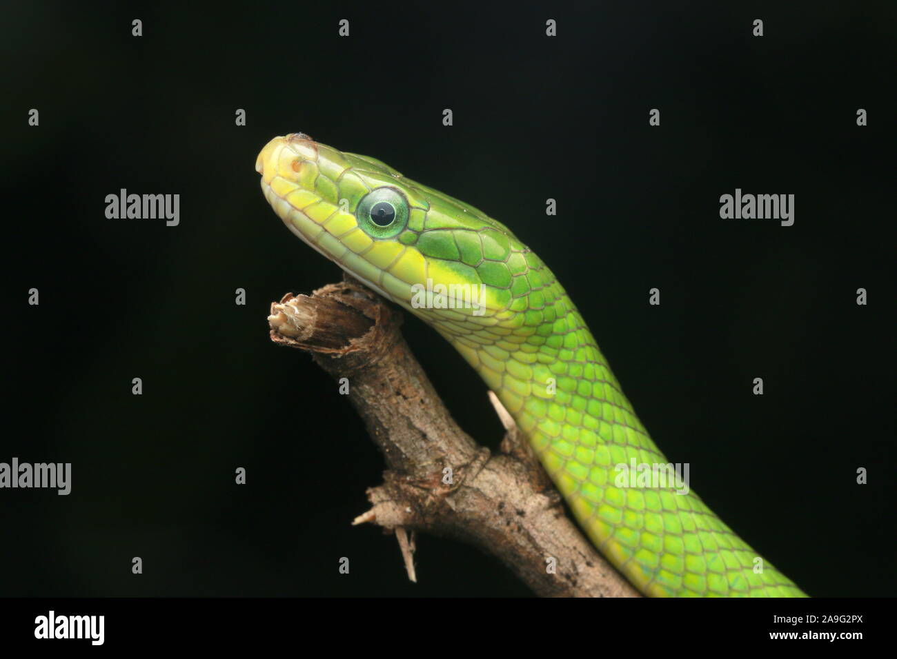 Gonyosoma prasinum, verde gingillo snake, macchia verde di ratto o di serpente ratsnake verde Foto Stock