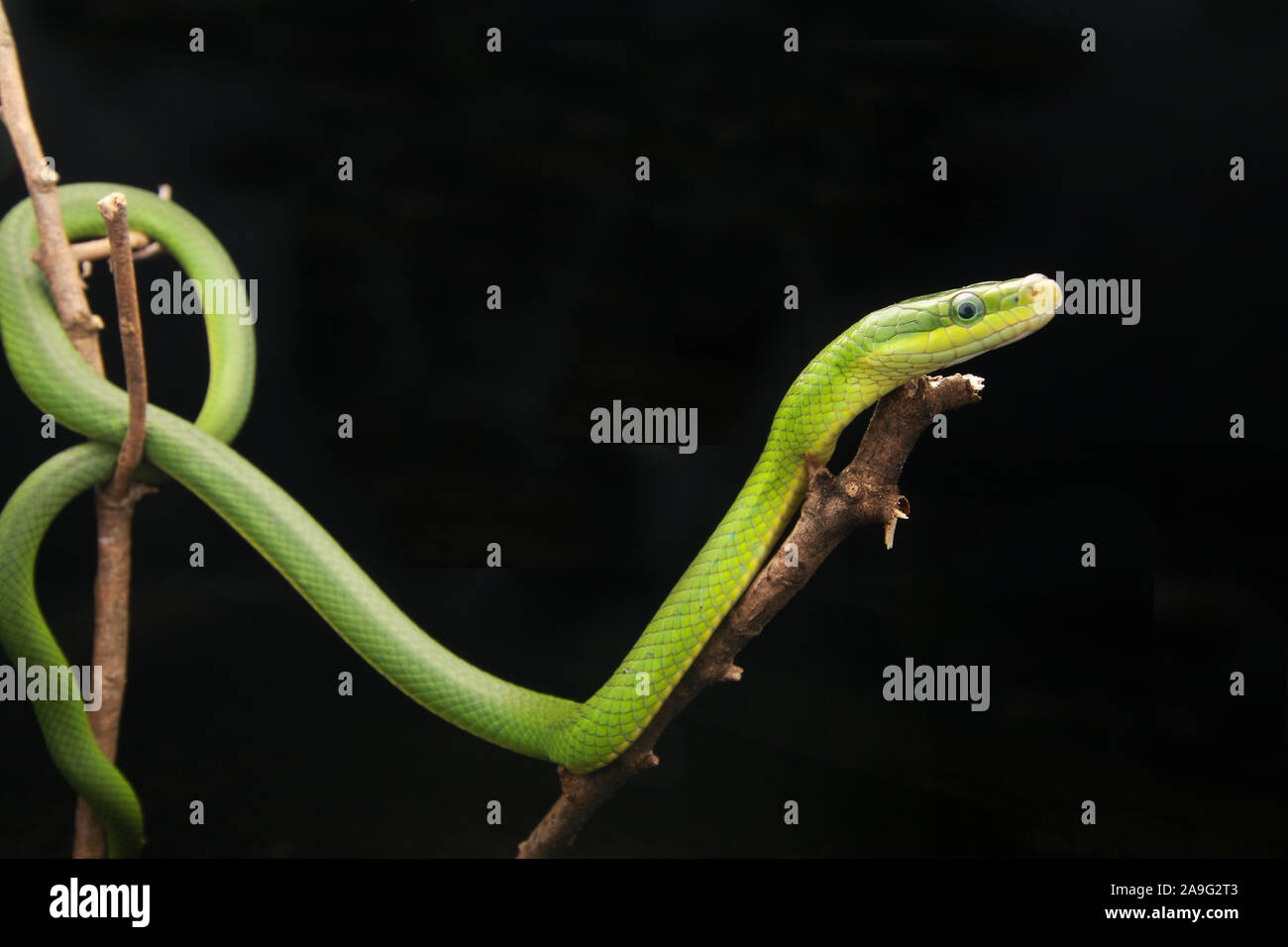 Gonyosoma prasinum, verde gingillo snake, macchia verde di ratto o di serpente ratsnake verde Foto Stock