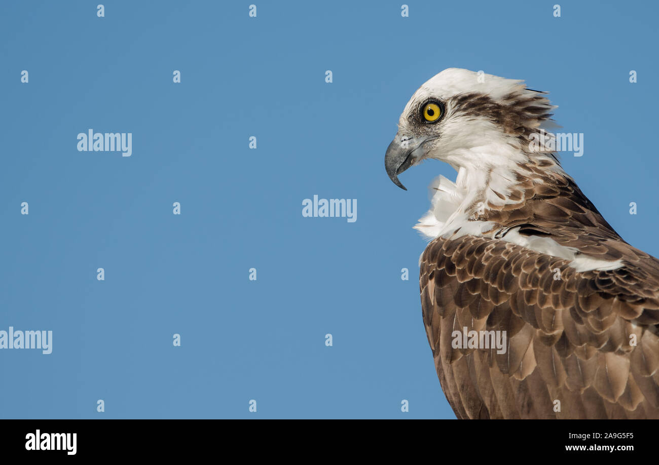 Un close up ritratto di un falco pescatore (Pandion haliaetus) in Florida, Stati Uniti d'America Foto Stock