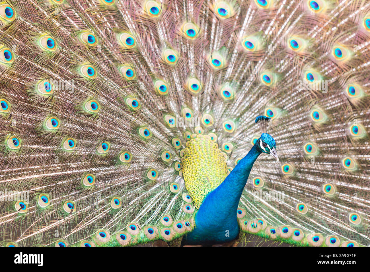 Una chiusura di un pavone la diffusione di coda di piume per attrarre un compagno, in Coconut Grove, Miami, Flordia, STATI UNITI D'AMERICA Foto Stock