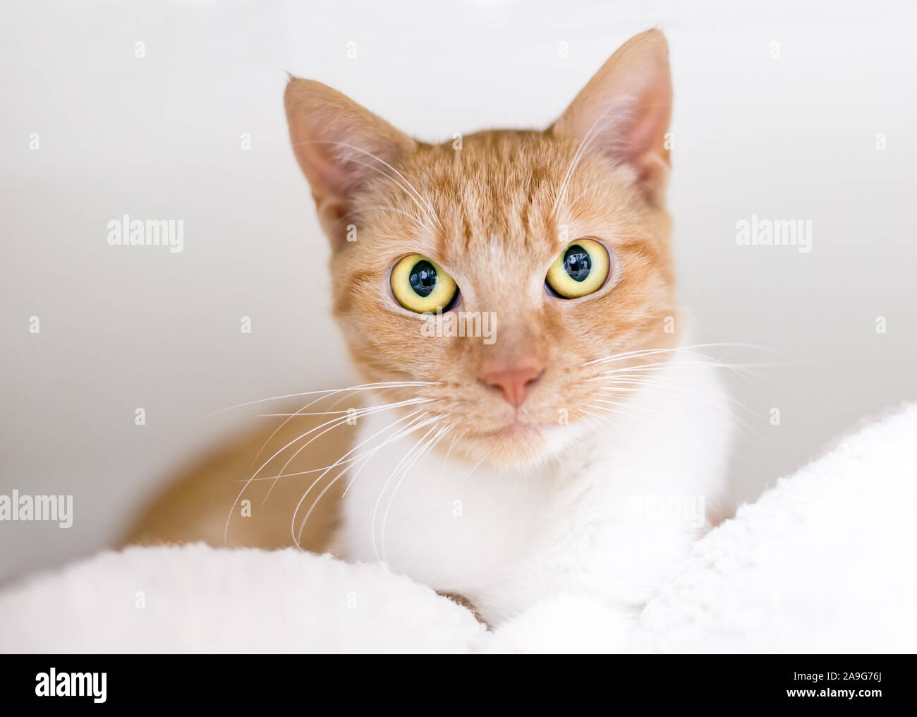Un orange tabby domestico gatto Shorthair rilassante su un morbido manto Foto Stock