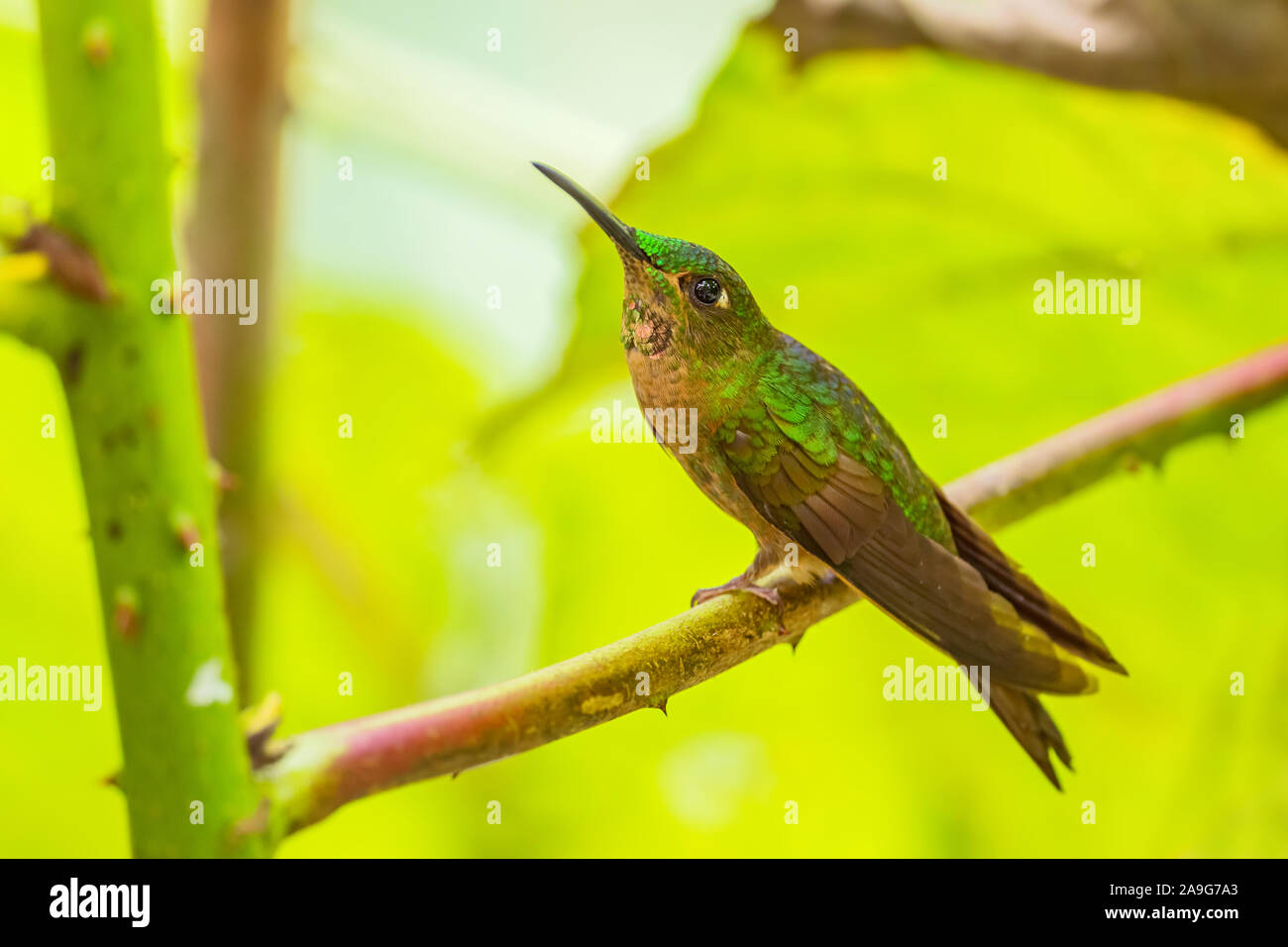 Fawn-breasted brillante - Heliodoxa rubinoides, bella verde e marrone hummingbird da est pendici andine del Sud America e in Ecuador. Foto Stock