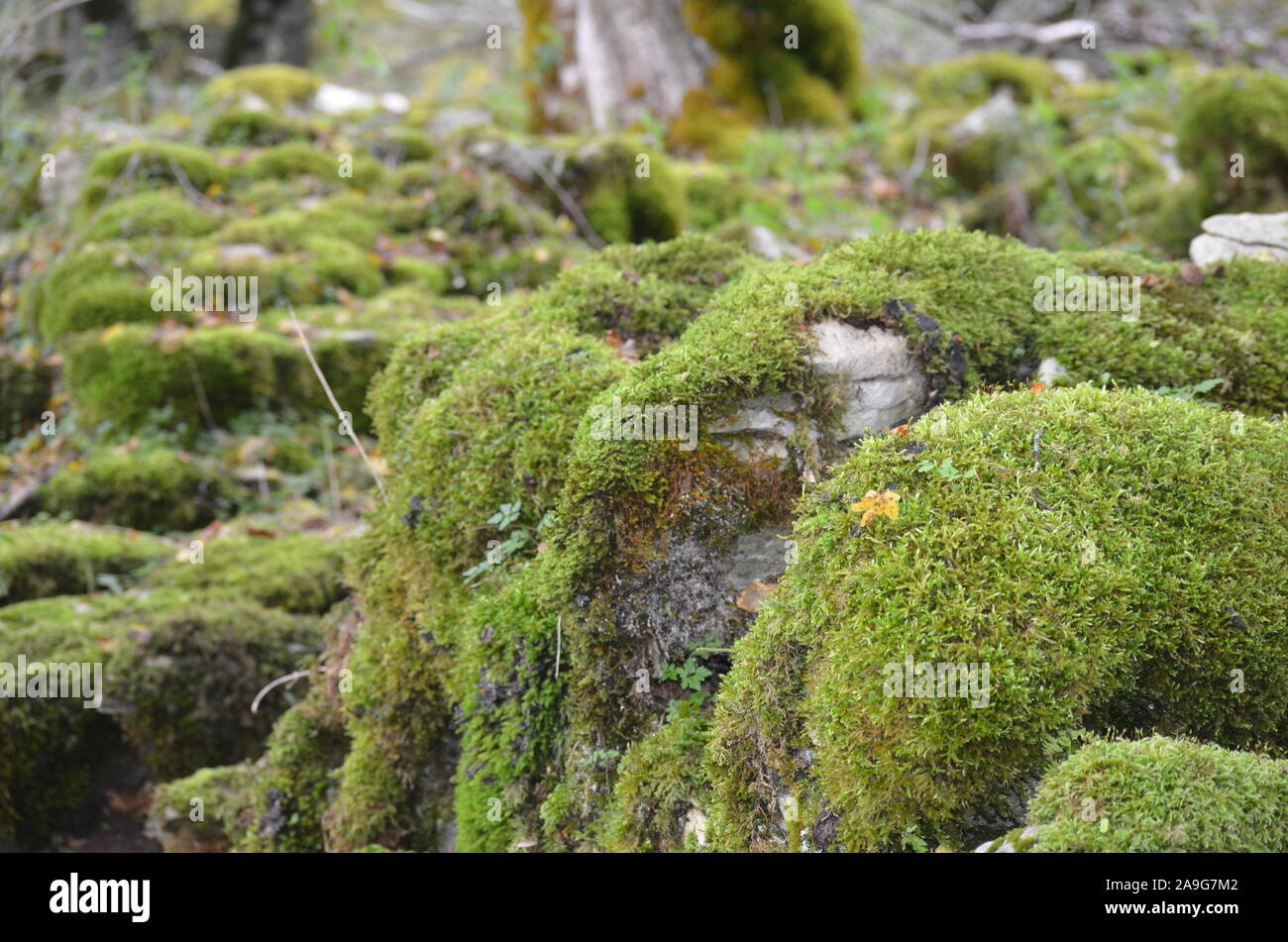 Moss copre il suolo di una foresta di faggio nella Sierra de Urbasa parco naturale, Navarra Foto Stock