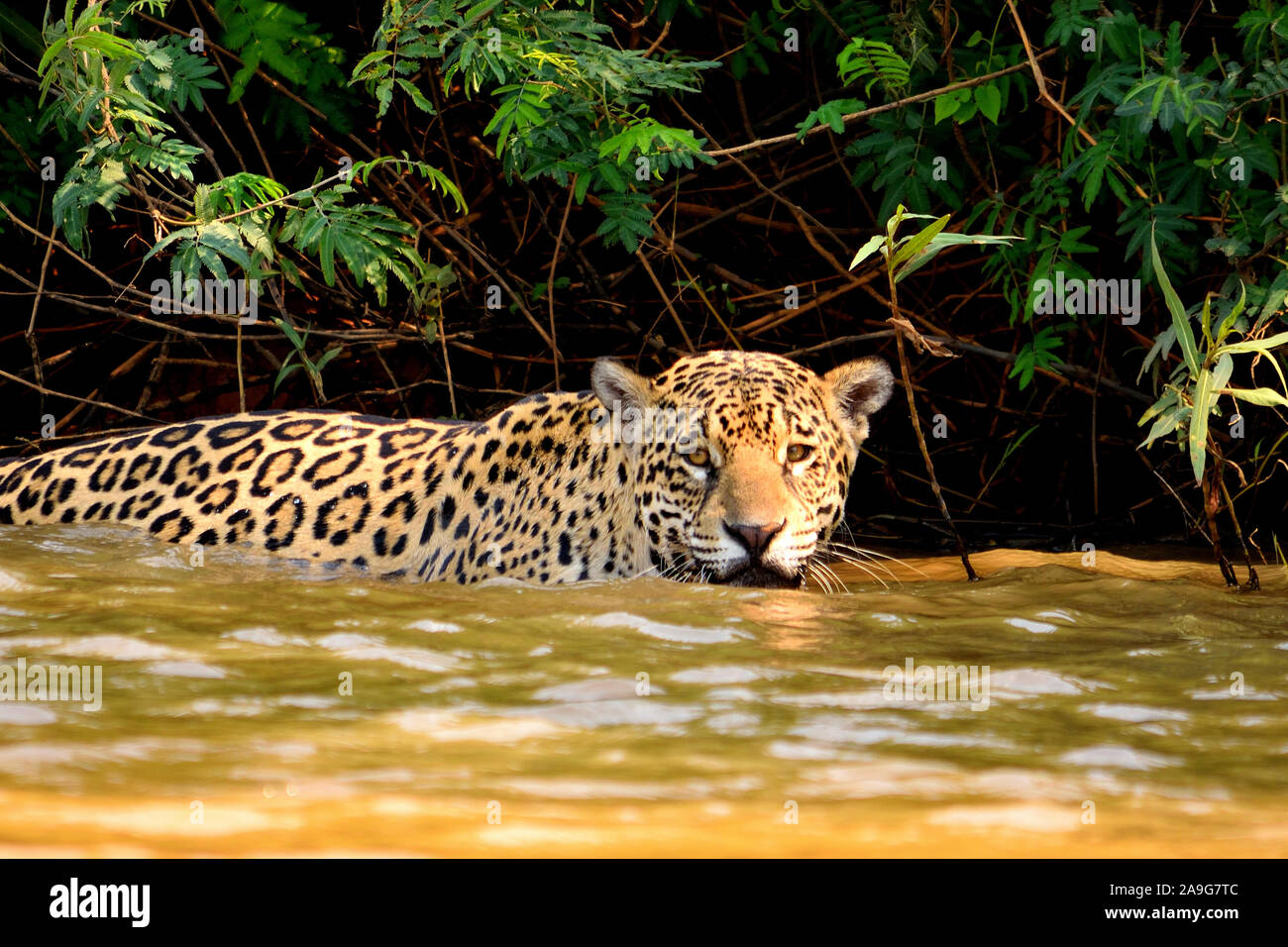 Jaguar femmina su Rio Cuiaba riverbank, Porto Jofre, Brasile. Foto Stock