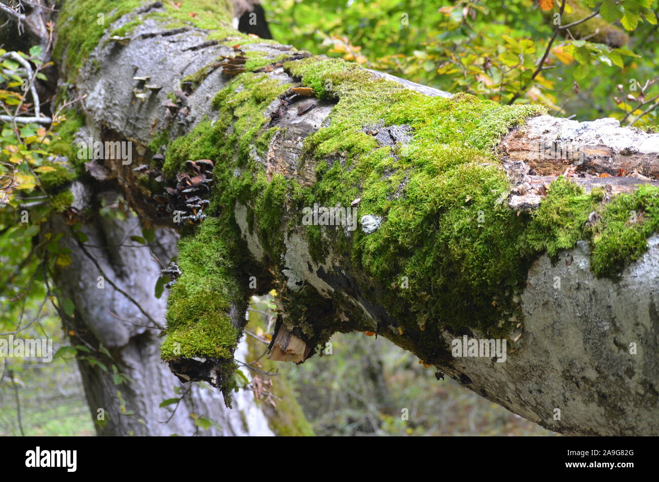 Moss copre faggi nella Sierra de Urbasa parco naturale, Navarra Foto Stock