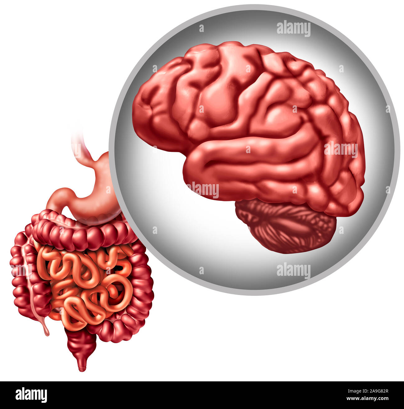 Cervello funzione digestiva e gut connessione o sistema nervoso enterico digestione mente link come un psychobiotic distress intestinale concetto medico. Foto Stock