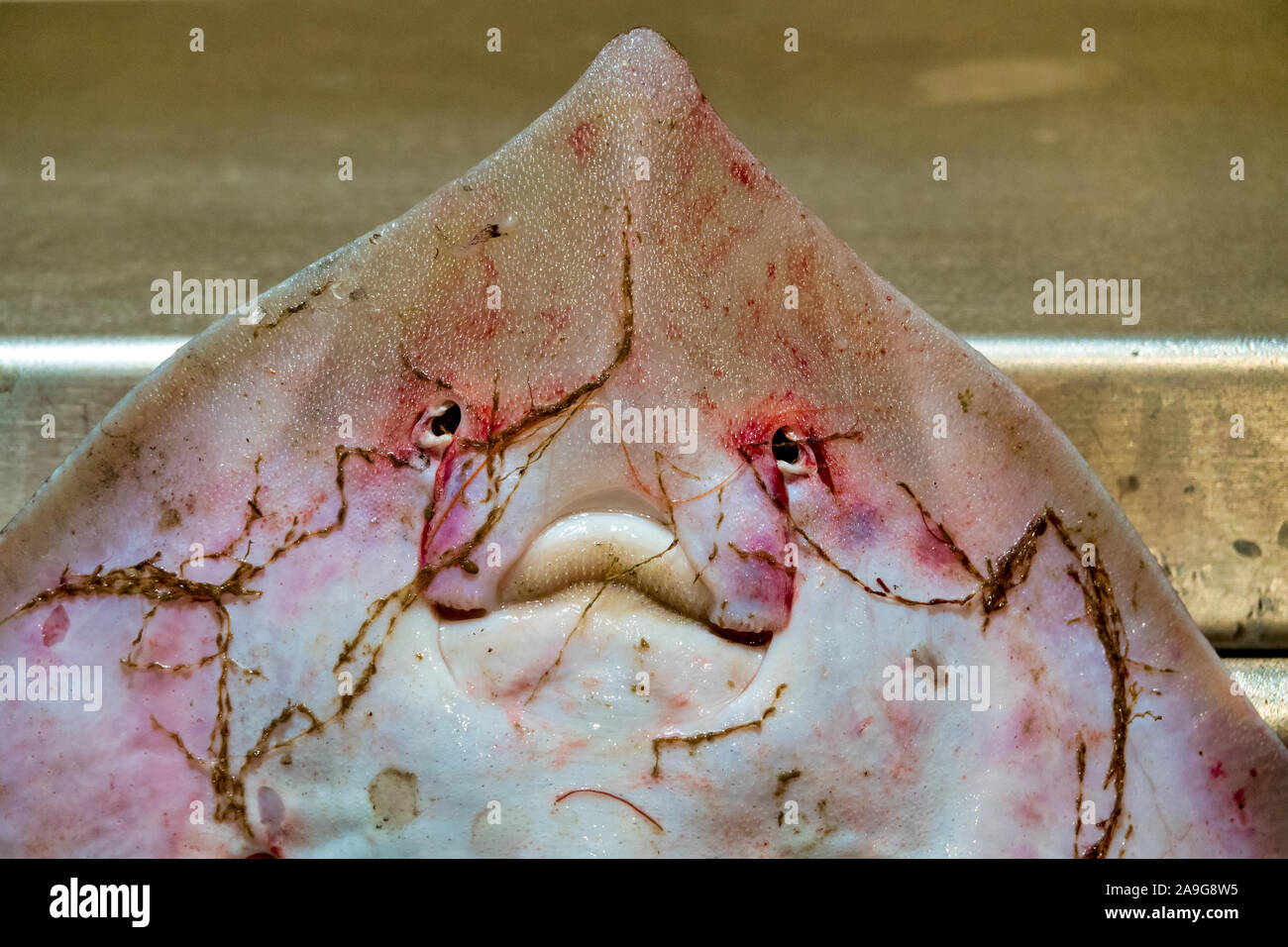 Faccia di un thornback ray (Raja clavata) sul display Foto Stock