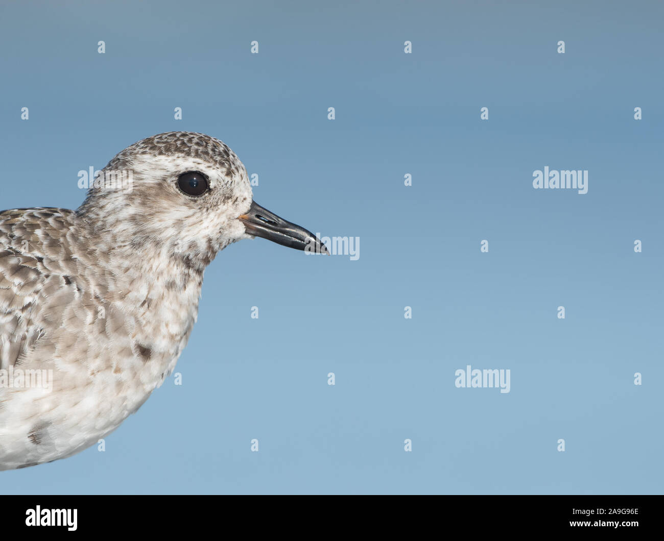 Un primo piano colpo di testa di un grigio Plover, presa su di una spiaggia di sabbia in Florida, Stati Uniti d'America Foto Stock