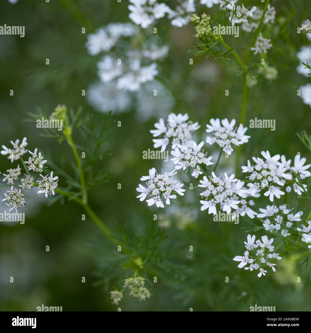 Il coriandolo (Coriandrum sativum) bianca fioritura delle piante fuori in giardino con un verde naturale unsharp sfondo Foto Stock