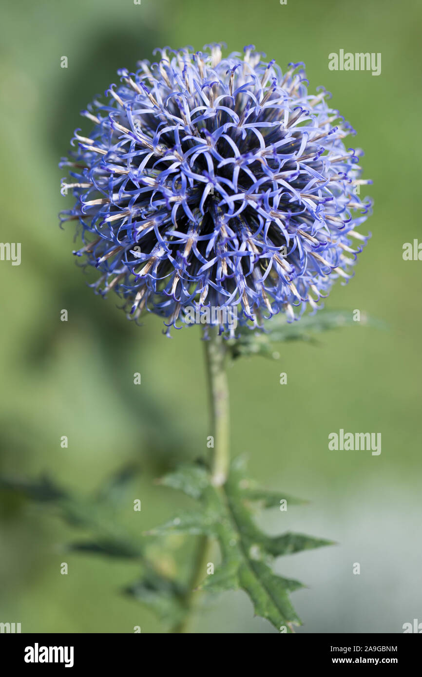 Fiore del globo thistle (Echinops ritro) nella parte anteriore del unsharp sfondo verde del giardino Foto Stock