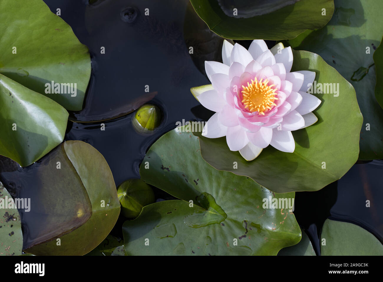 Vista superiore / uccelli occhi vista di un fiore rosa ninfea bianca (Nymphaea) in un stagno Foto Stock