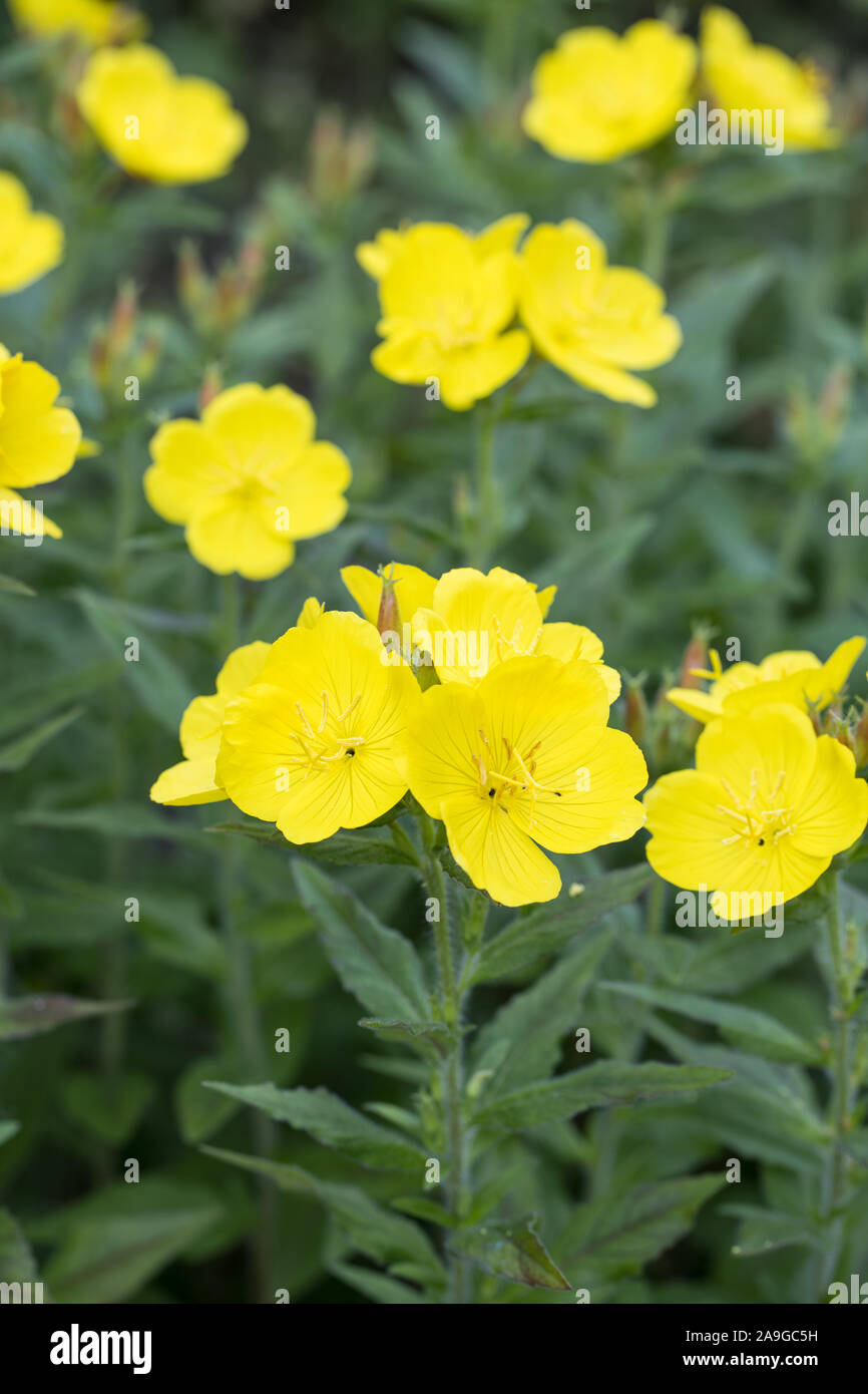 Vista frontale di fioritura di enagra ( Oenothera biennis) più fiori all'aperto nel giardino con uno sfondo verde della pianta Foto Stock