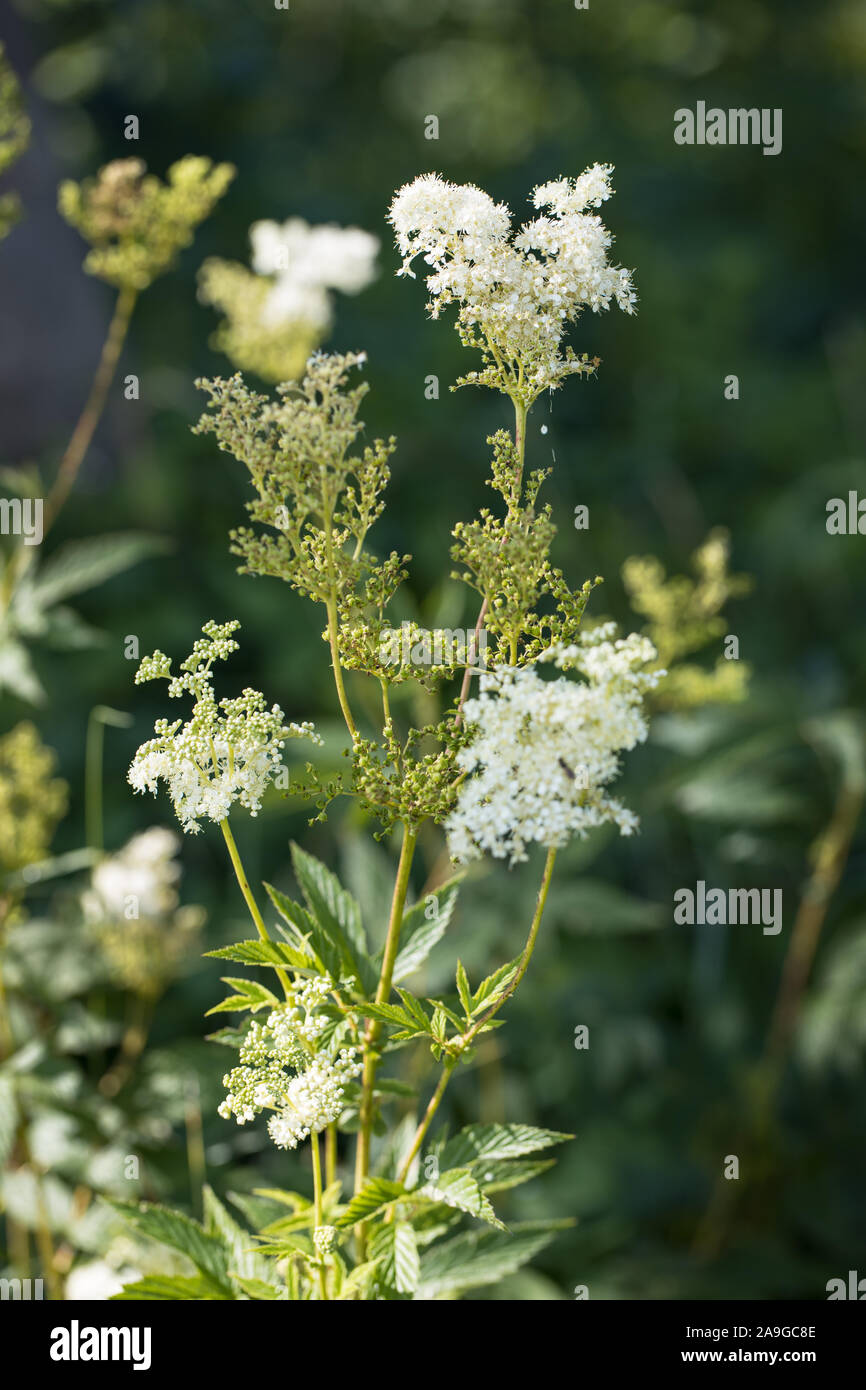 Olmaria (Filipendula ulmaria) all'ambiente naturale esterno con un unsharp sfondo verde Foto Stock