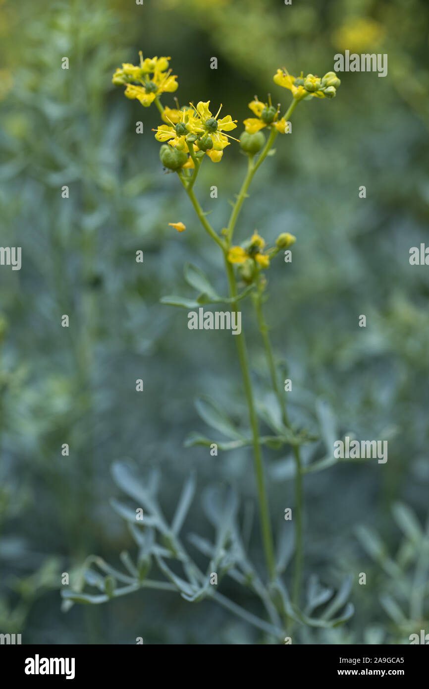 Pianta di ruta immagini e fotografie stock ad alta risoluzione - Alamy