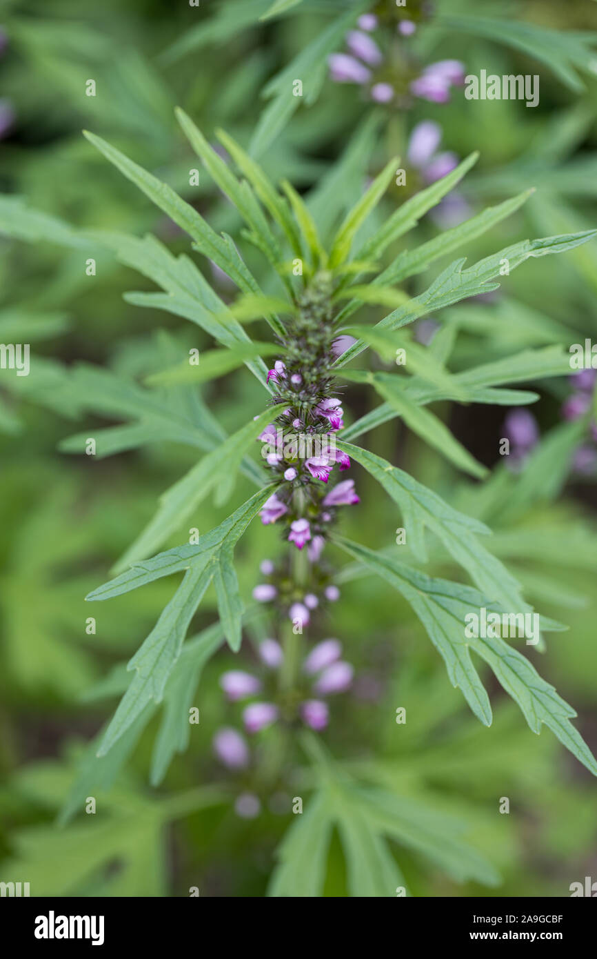 Motherwort (Leonurus japonicus) rigogliosa pianta su un verde naturale unsharp sfondo Foto Stock