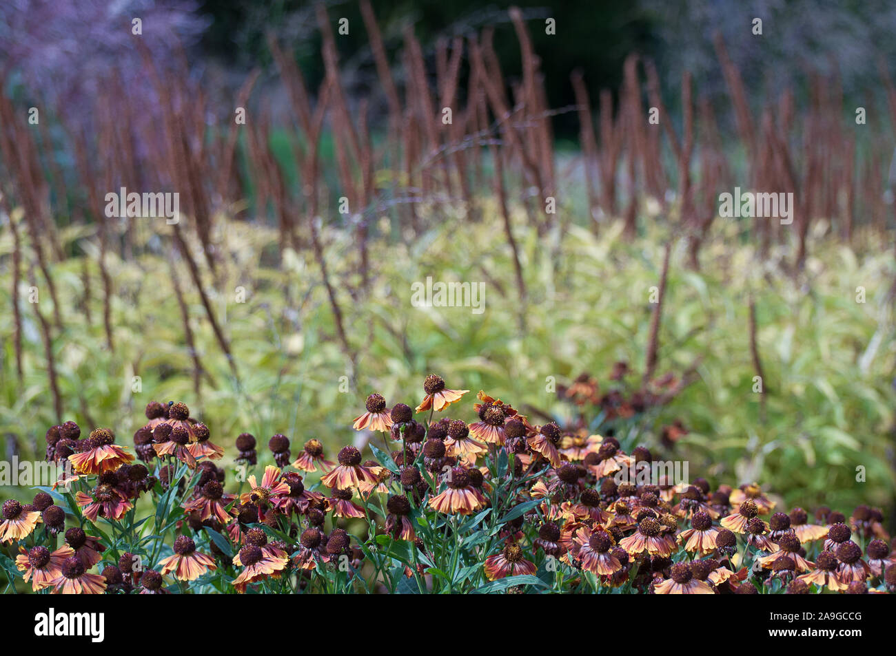 Helenium autumnale, comune sneezeweed, erbe perenni Foto Stock