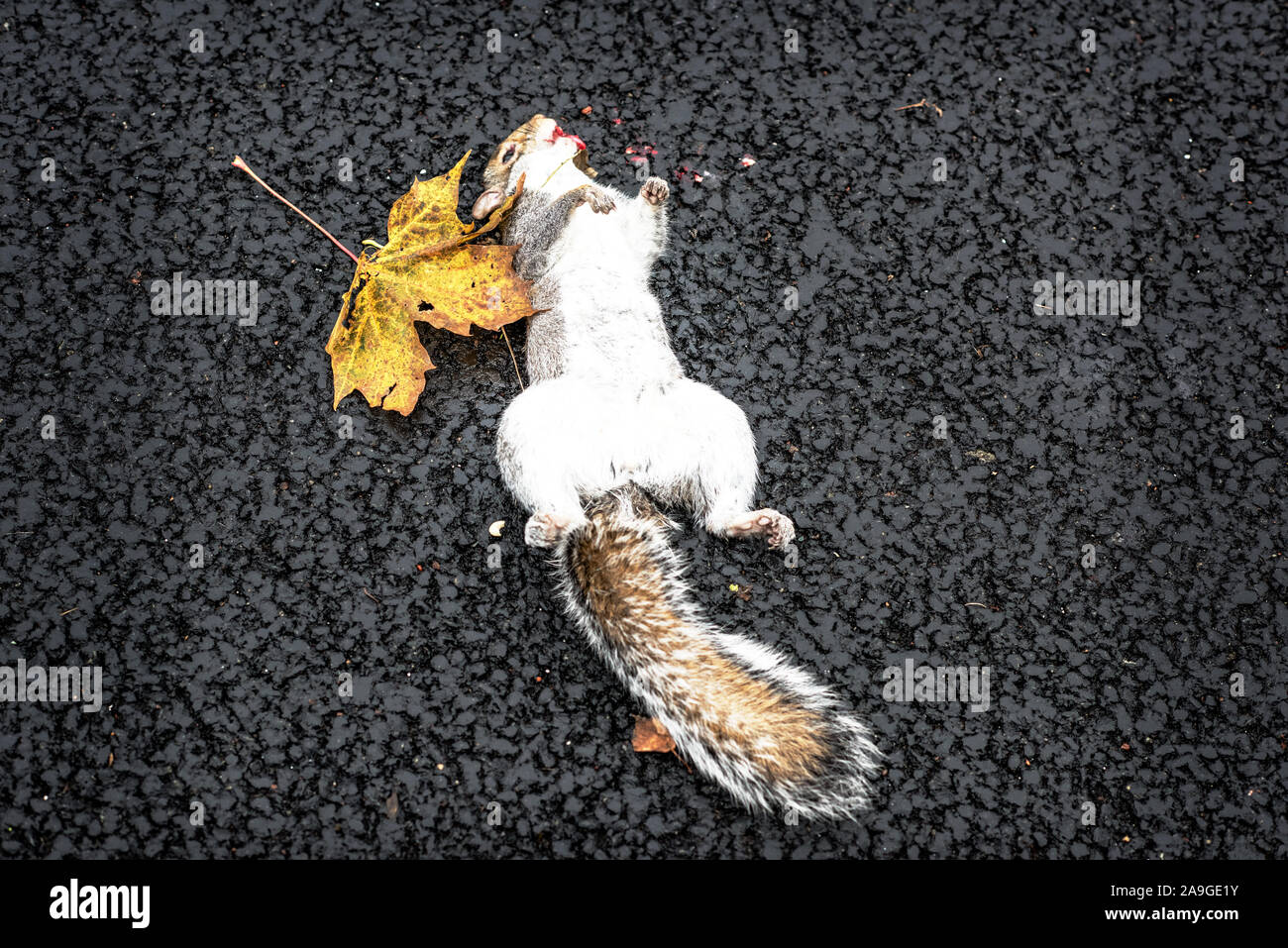 Roadkill. Foto Stock