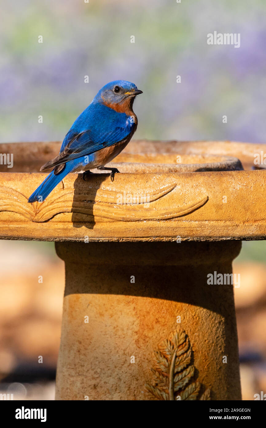 Blue Bird seduto sul Bagno uccelli Foto Stock