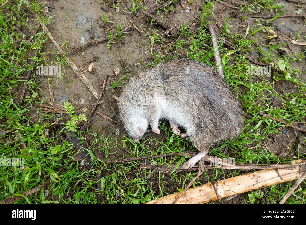 Dead Rat nel campo Foto Stock