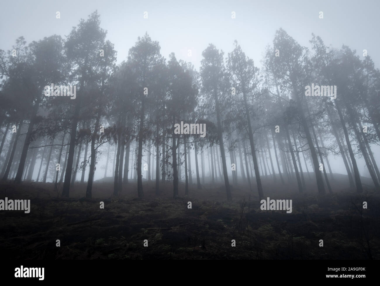 Nebbia avvolta mountain pine forest. Foto Stock