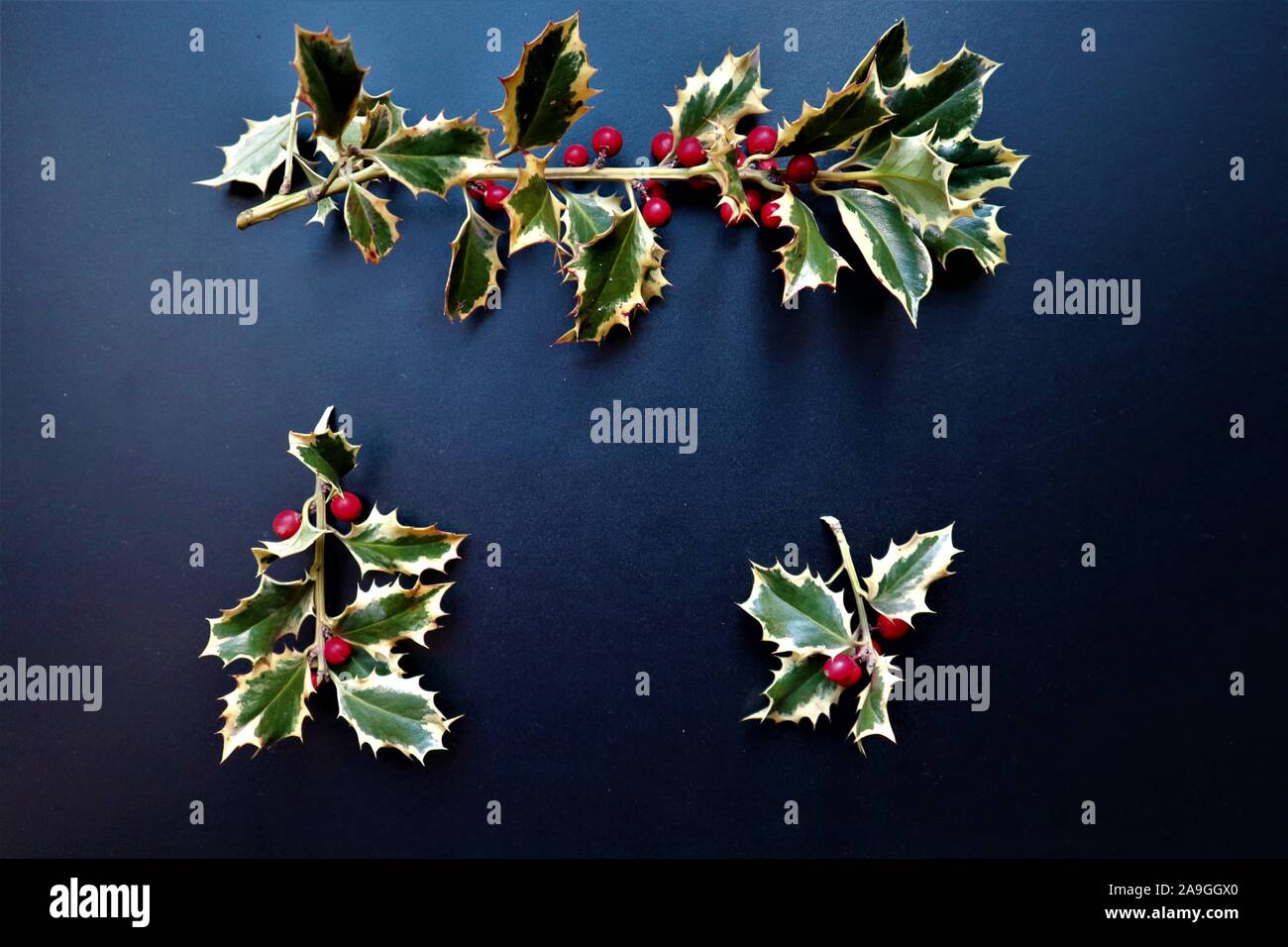 Elemento del nuovo anno e Xmas Holly ramo con frutti di bosco. Elemento di inverno per biglietti di auguri, poster, adesivi e design stagionali. su sfondo nero Foto Stock