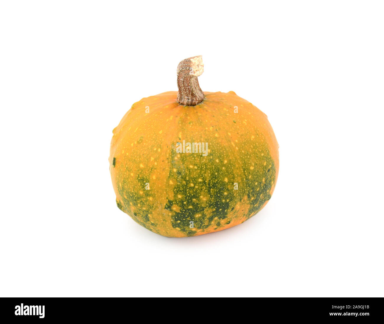 Zucca ornamentale maturazione dal verde scuro di colore arancione su sfondo bianco Foto Stock