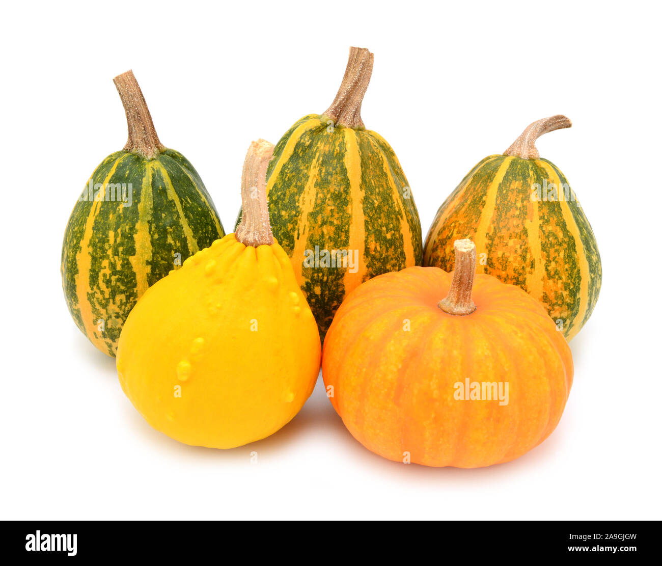 Cinque autunnali coloquintidi ornamentali, spremute e un mini zucca, su sfondo bianco Foto Stock