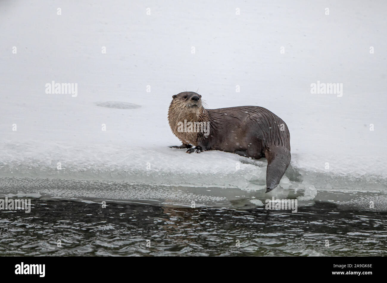 Slippery Otter Foto Stock