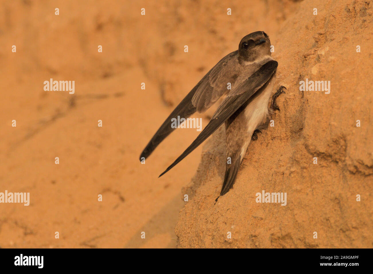 Grigio-throated martin o pianura asiatici martin (Riparia chinensis) a Gandhinagar, Gujarat, India Foto Stock