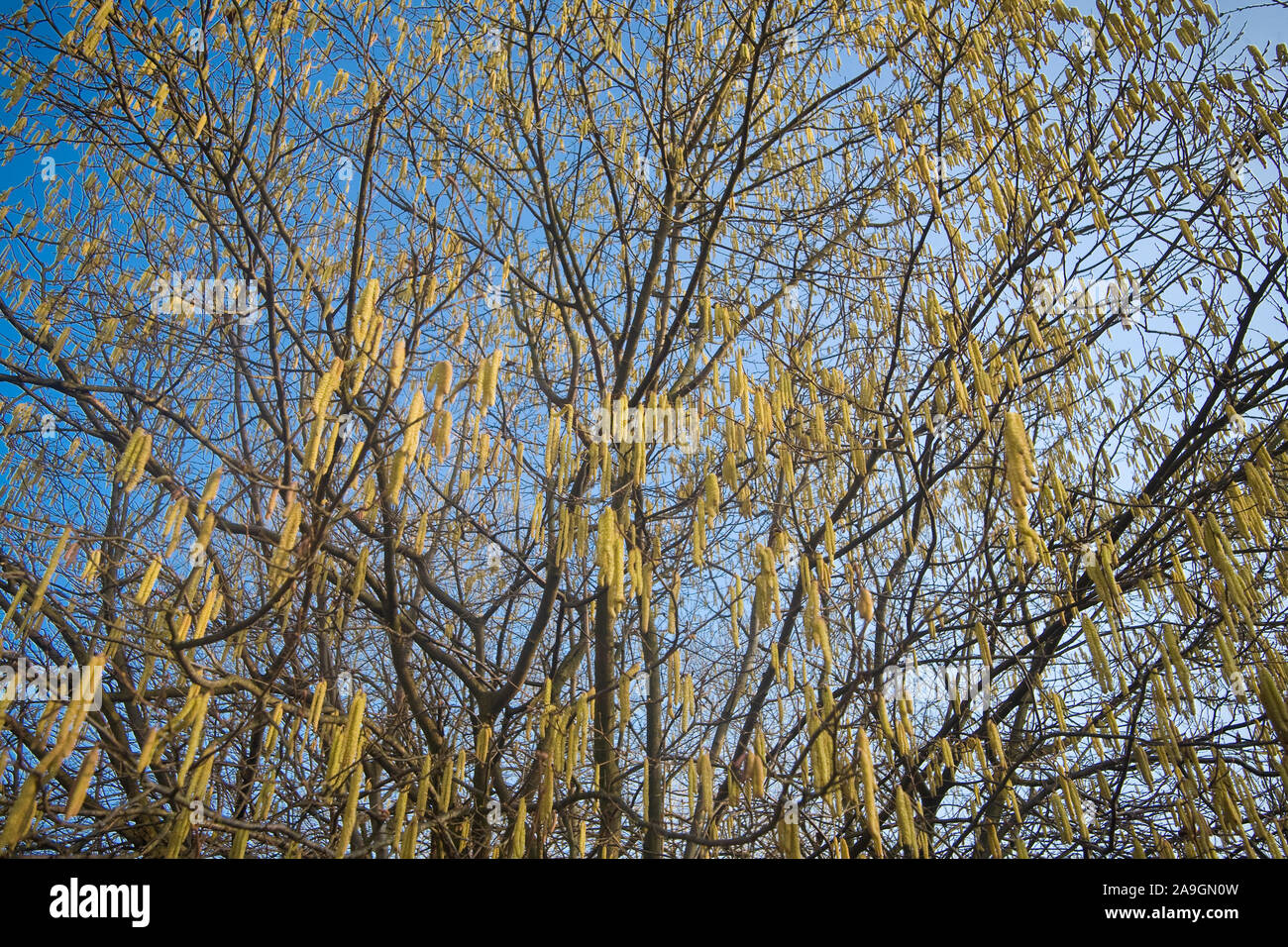 Bl'hnender Haselnuflbaum - fioritura hazel bush Foto Stock