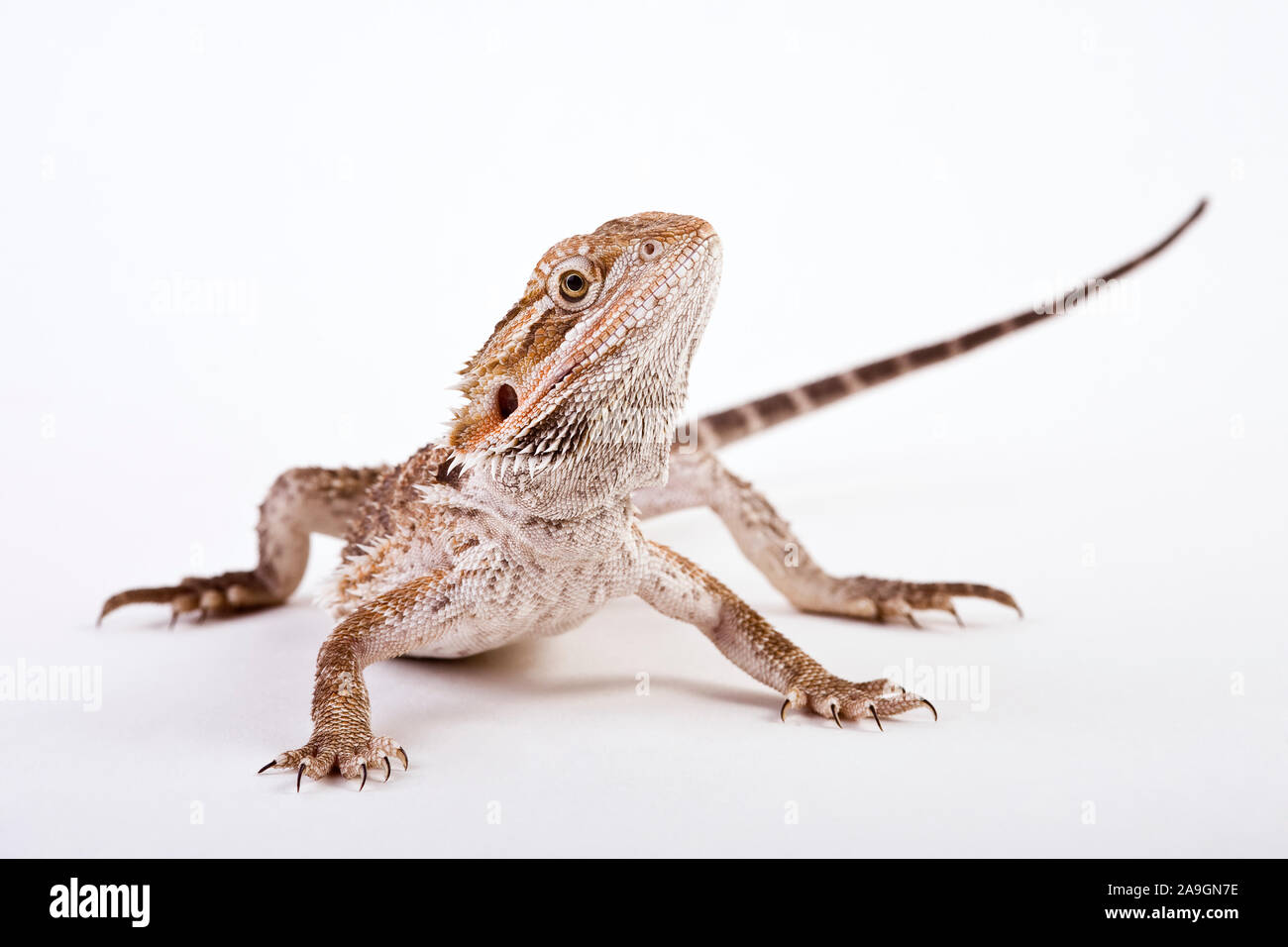 Bartagame, Pogona vitticeps, Foto Stock