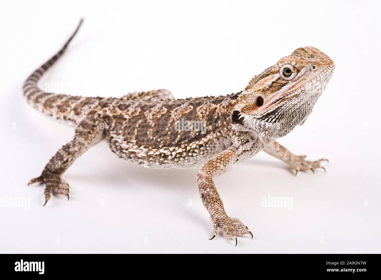 Bartagame, Pogona vitticeps, Foto Stock