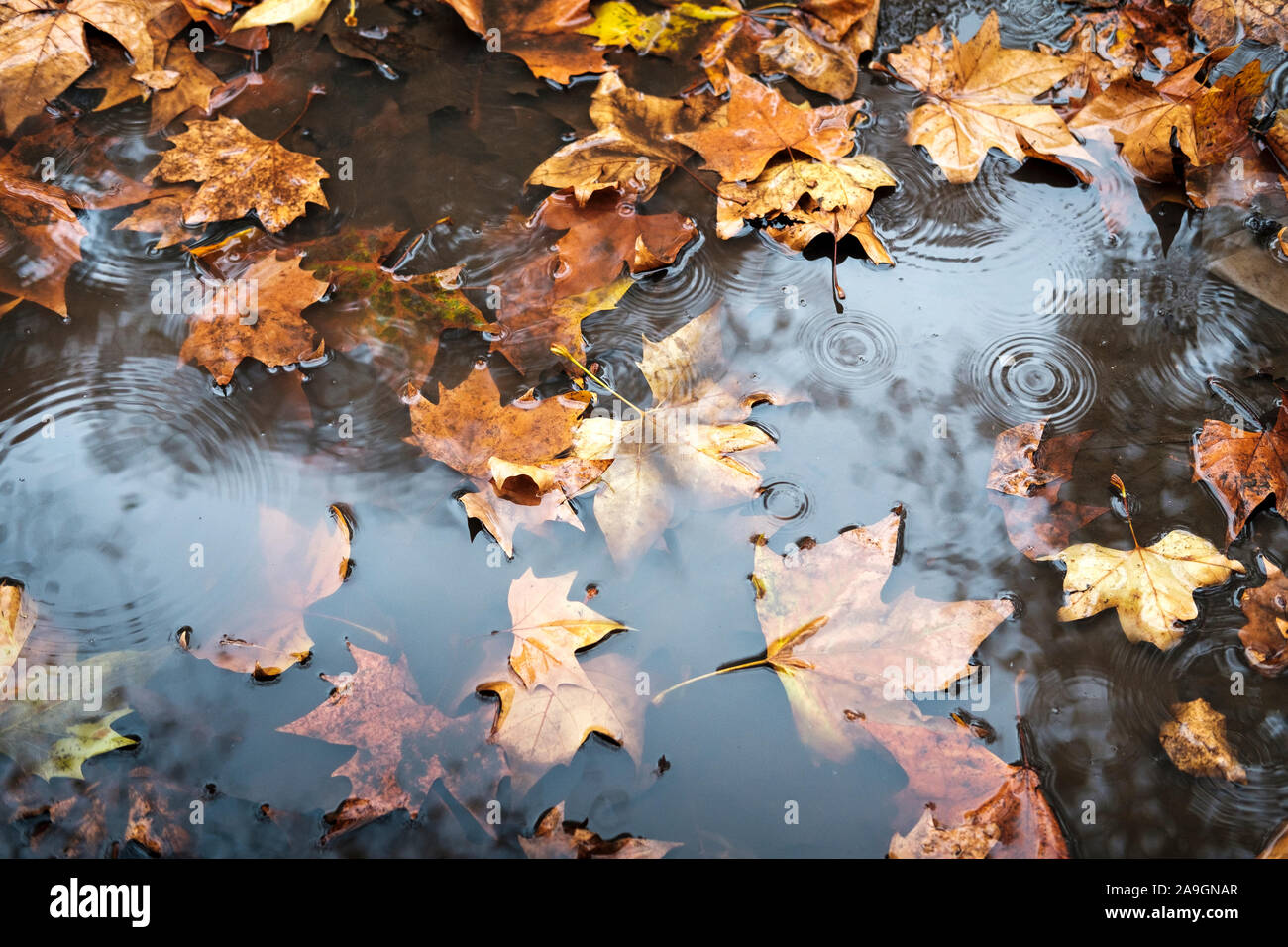 Pozza di pioggia e caduta foglie,Fine Novemebr, London, Regno Unito Foto Stock